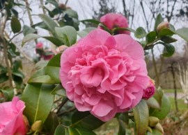 camellia-x-williamsii-debbie (1)